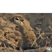 گونه جرد هندی Indian Desert Jird